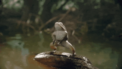 Frog Frog Dance GIF - Frog Frog Dance Kermit GIFs