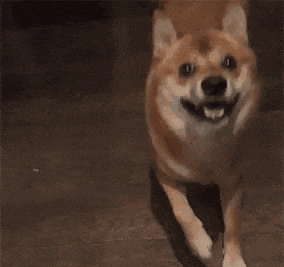 a dog is walking with the words much wow on the bottom