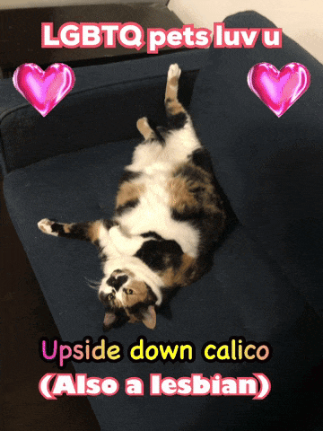 a cat is laying on its back on a blue couch with the words upside down calico also a lesbian