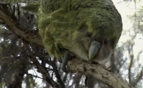 Kakapo Marsiles GIF - Kakapo Marsiles Fatsiles GIFs