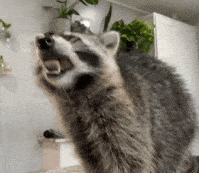 a raccoon with its mouth open is standing in a room with plants in the background .
