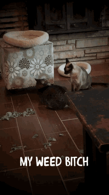 two cats standing on a tiled floor with the words my weed bitch above them