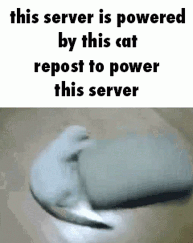 Cat Power Cat GIF