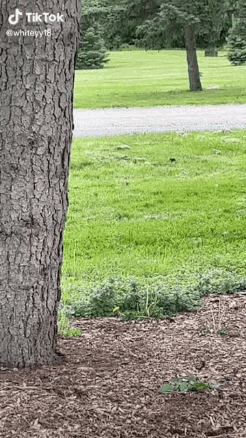 a tree trunk in the middle of a lush green field .