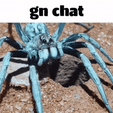 a picture of a blue spider with the caption gn chat