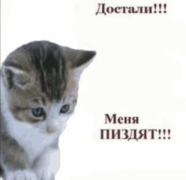 a brown and white kitten is sitting on a white background with russian writing