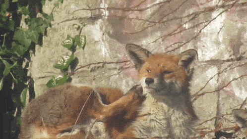 a close up of a fox laying on the ground