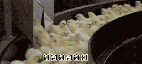ลูกเจี๊ยบ ลูกไก่ ไหล GIF - Chick Chicks GIFs