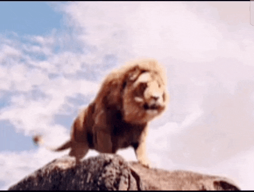 a lion is standing on top of a rock looking up at the sky .