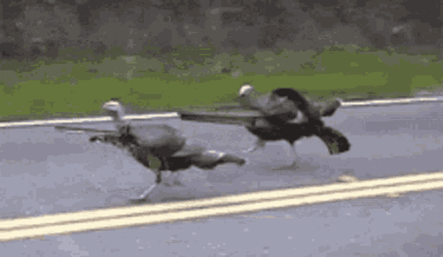a couple of birds are walking down a street .