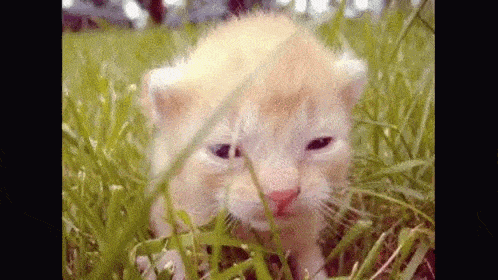 Kitten Kitty GIF - Kitten Kitty Black Friday GIFs