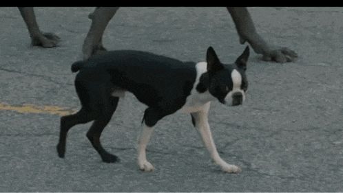 a small black and white dog says " fuck you " in front of a horse
