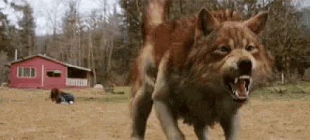 a wolf is standing in a field with its mouth open and a red house in the background .