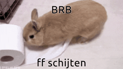 a rabbit laying on top of a roll of toilet paper .