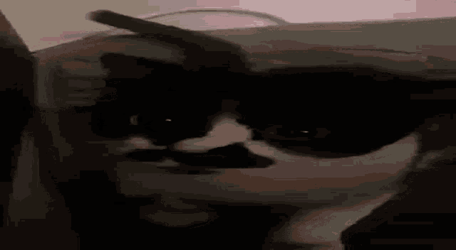 a black and white dog is laying on its back on a bed looking at the camera .