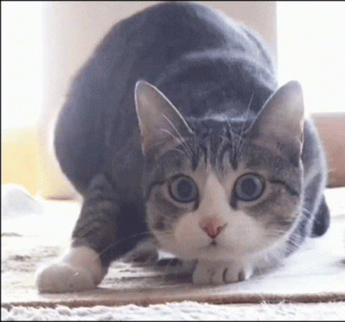 Cat Sneaking GIF - Cat Sneaking GIFs