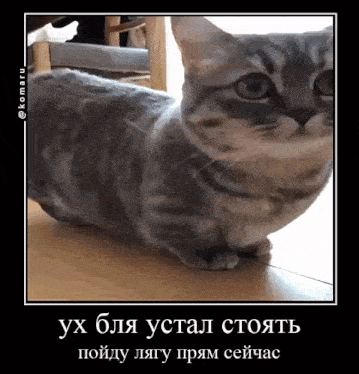 a picture of a cat with a foreign language caption