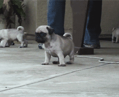 Oooh Hellooo! GIF - Cute Pug Hello GIFs