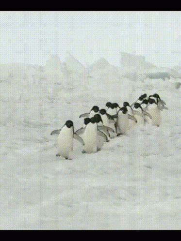 Pinguinos Penguin GIF - Pinguinos Penguin Waddle GIFs