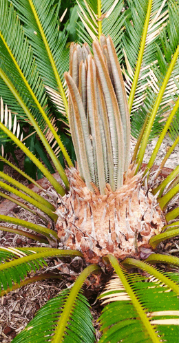 a close up of a palm tree with a few leaves