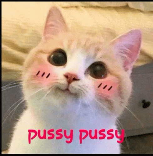 Pussy Pussy GIF - Pussy Pussy GIFs