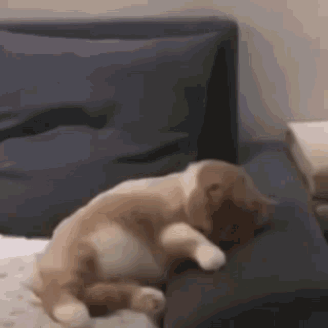 Cat Cats GIF - Cat Cats Nightmares GIFs