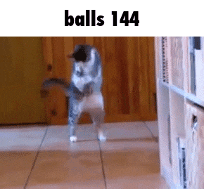 a cat is standing on its hind legs in a room with the words balls 144 above it .