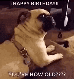 a pug dog is laying on a couch and looking at the camera with the words `` happy birthday ! ''