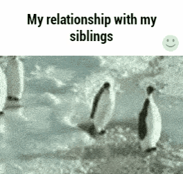 a group of penguins walking in the snow with the caption my relationship with my siblings .