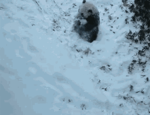 Panda Playing In The Snow GIF - Panda Playing In The Snow GIFs