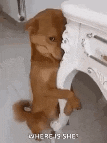 a brown dog is sitting next to a white table and looking at the camera .