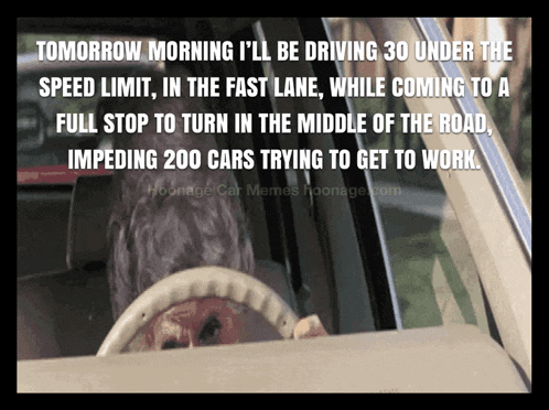 a dog is driving a car with a caption that says " tomorrow morning i 'll be driving 30 under the speed limit