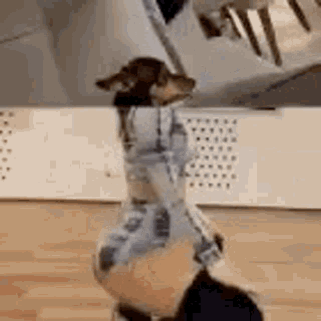 Dog Twerk GIF