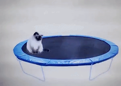 Cat Bouncing GIF - Cat Bouncing On GIFs