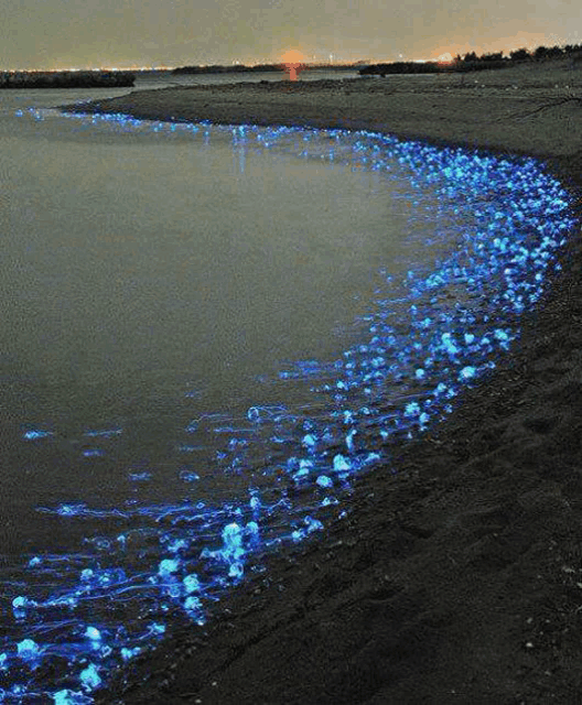 a body of water with a lot of blue jellyfish in it