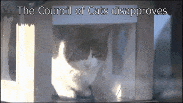 Cat Cats GIF - Cat Cats Council GIFs