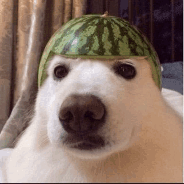 a polar bear wearing a watermelon hat on its head .