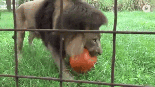 a lion is holding a ball in its mouth behind a fence .