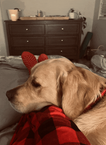 a dog laying on a bed with a plaid blanket
