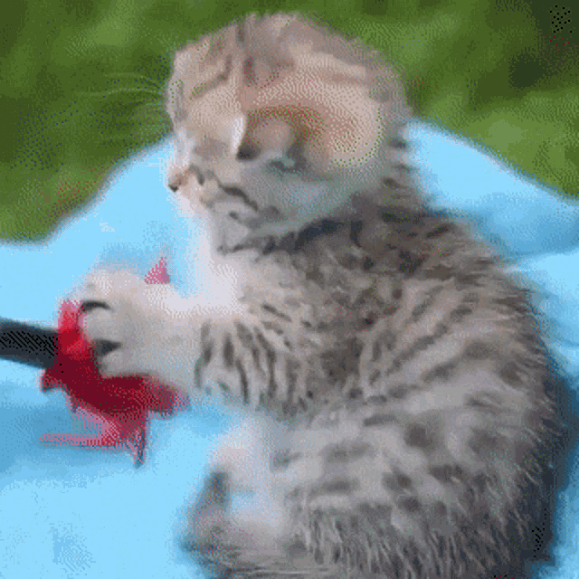 Royal Canin Kitten Playing GIF