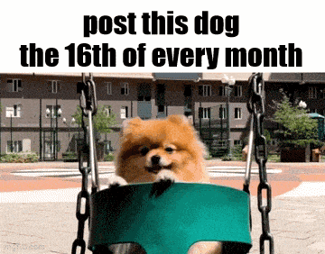 a pomeranian dog is sitting on a green swing with the words post this dog the 16th of every month