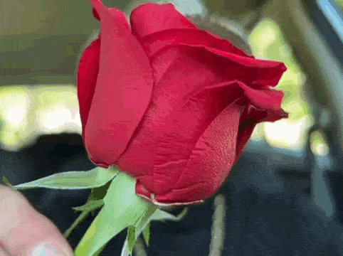 a close up of a person holding a red rose in their hand .