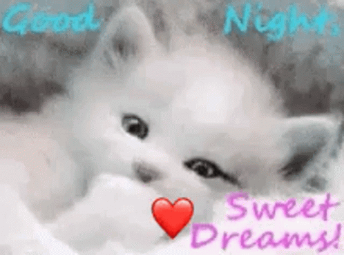 Sweet Dreams Cute GIF - Sweet Dreams Cute Cat GIFs