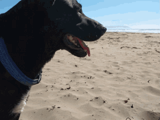 a black dog wearing a blue collar is standing on a beach