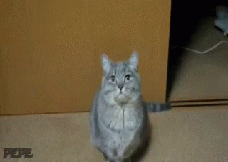 Gato Suplicando GIF - Cat Cute GIFs