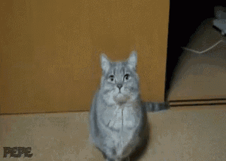 a cat is standing on its hind legs in front of a door and looking at the camera .