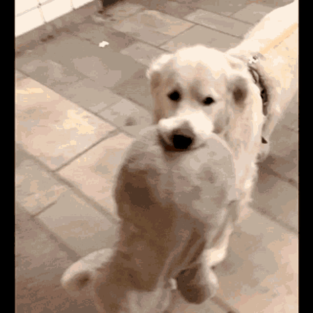 Golden Retriever Milou GIF - Golden Retriever Milou Dog GIFs