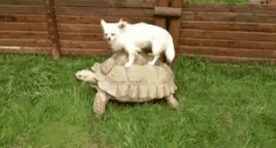 Funny A Nimals Turtle GIF - Funny A Nimals Turtle Cat GIFs