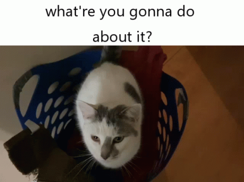 Bcj Coby Cat GIF - Bcj Coby Cat Coby GIFs