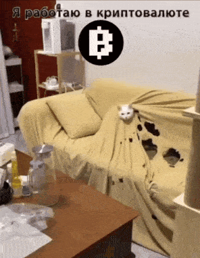 a picture of a cat laying on a couch with the letter b in the center